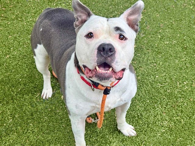 Pac - Pit Bull Terrier