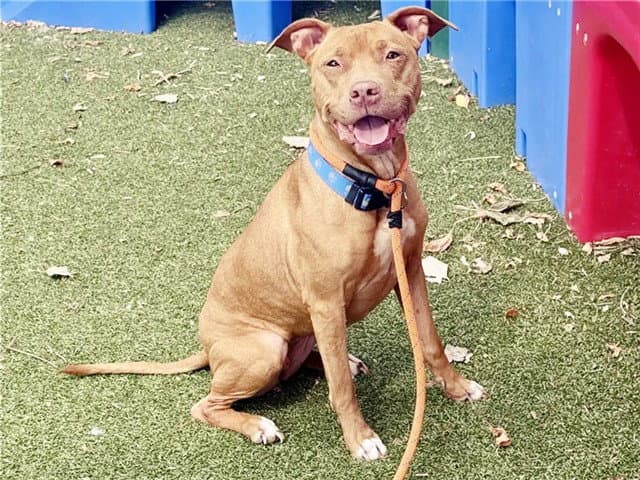 Nova - Pit Bull Terrier