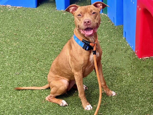 Nova - Pit Bull Terrier