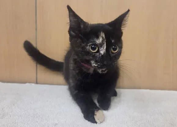 Atecie - Domestic Short Hair