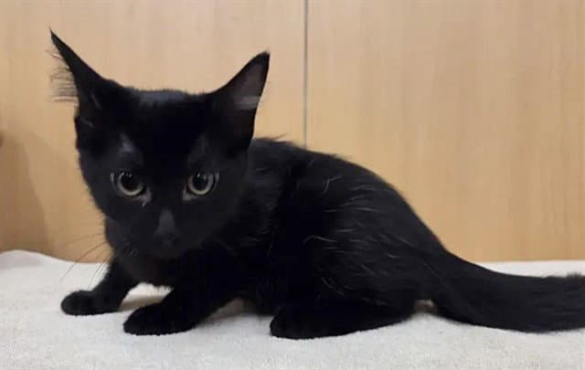 Danny - Domestic Short Hair
