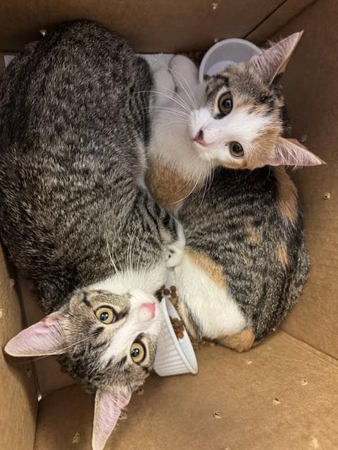 Sugar Mae - Domestic Short Hair