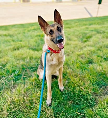 Kennedy - German Shepherd Dog