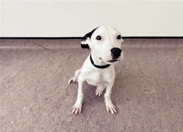 Panda - Pit Bull Terrier