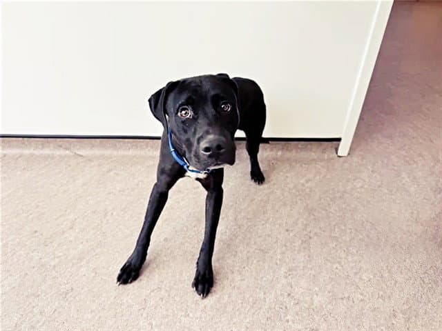 Zack - Labrador Retriever