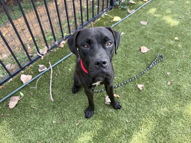 Cody - Labrador Retriever