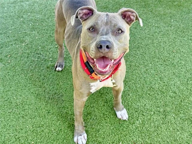 Isabela - Pit Bull Terrier