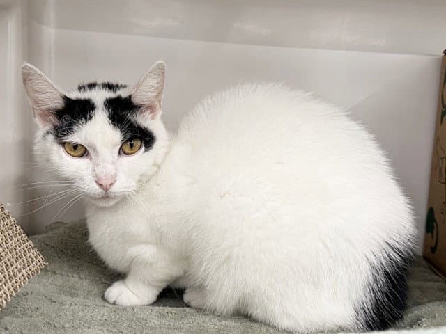 Jackie - Domestic Short Hair