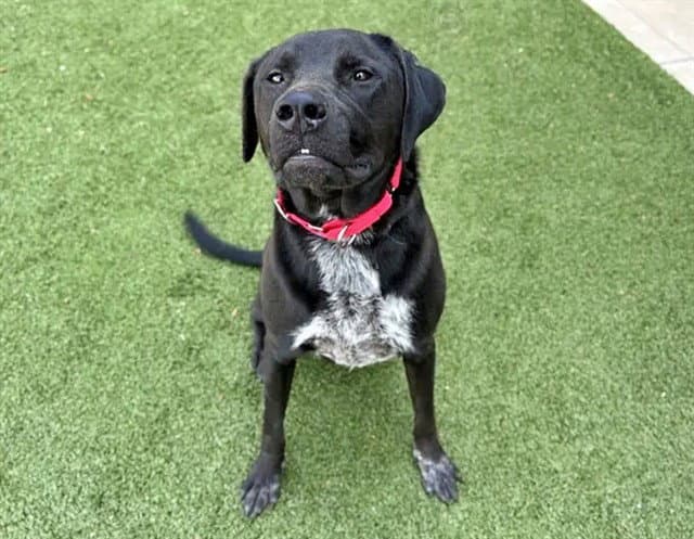 Jimmy Chew - Labrador Retriever