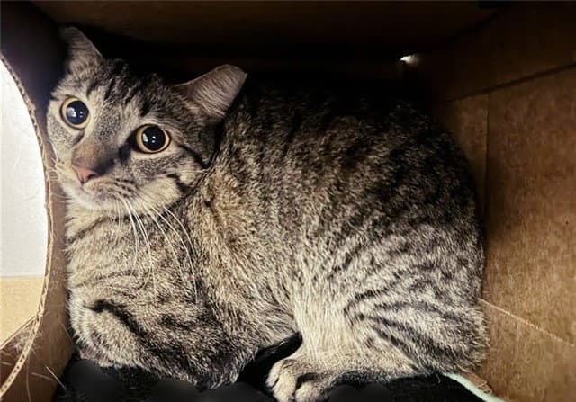 Baby Cat - Domestic Short Hair