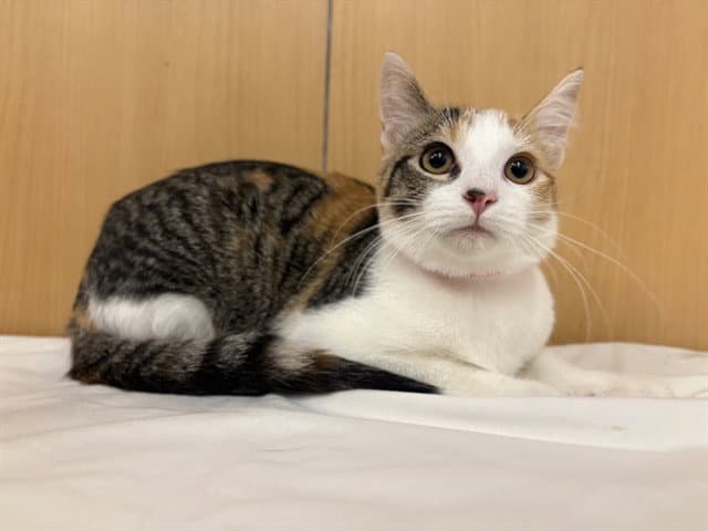 Honey Pie - Domestic Short Hair