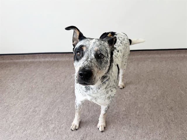 Millie - Australian Cattle Dog/Blue Heeler