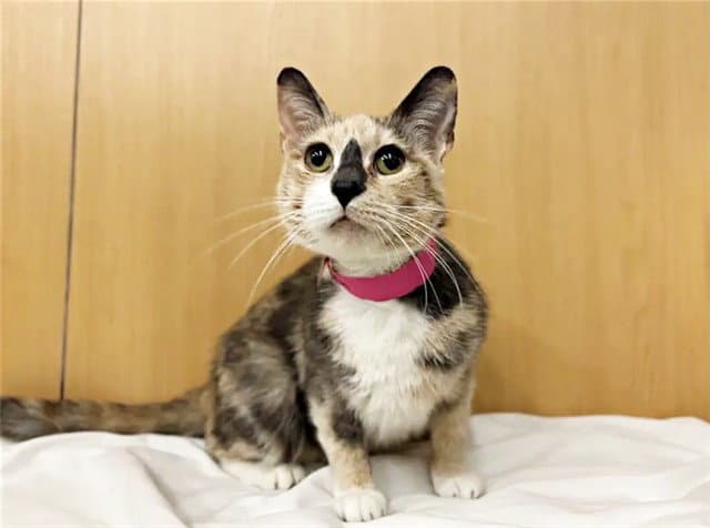 Robin - Domestic Short Hair