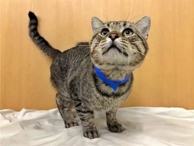 Bobby - Domestic Short Hair