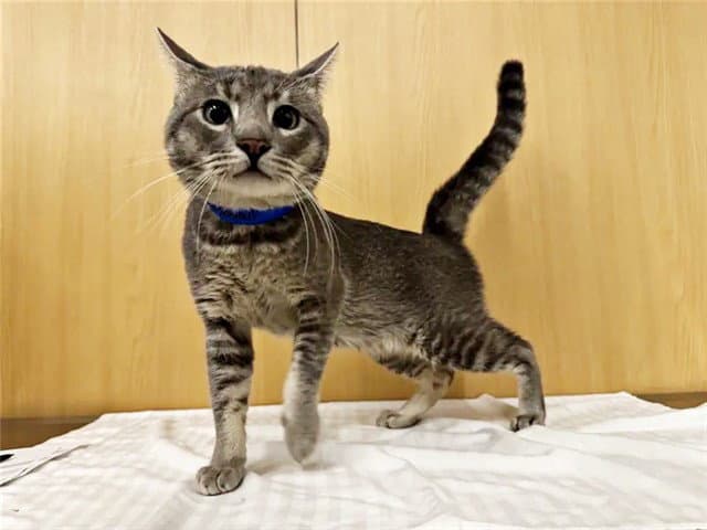 Mcdonnell - Domestic Short Hair