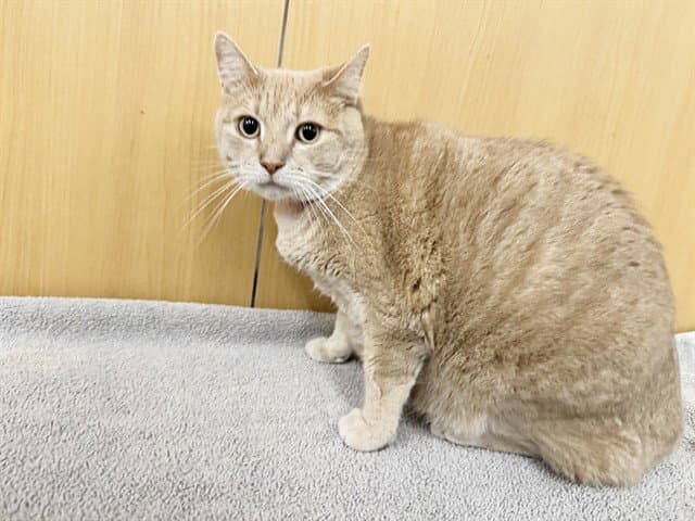 Chocolate Orange - Domestic Short Hair