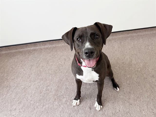 Missy - Pit Bull Terrier