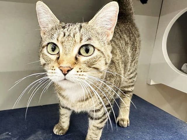 Tiger - Domestic Short Hair