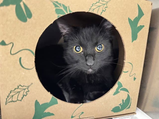 Frankie - Domestic Short Hair