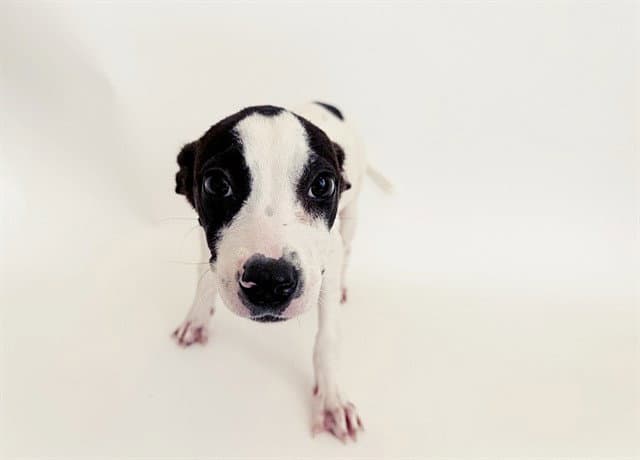 Fancy - Pit Bull Terrier
