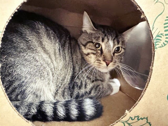Dirk - Domestic Short Hair