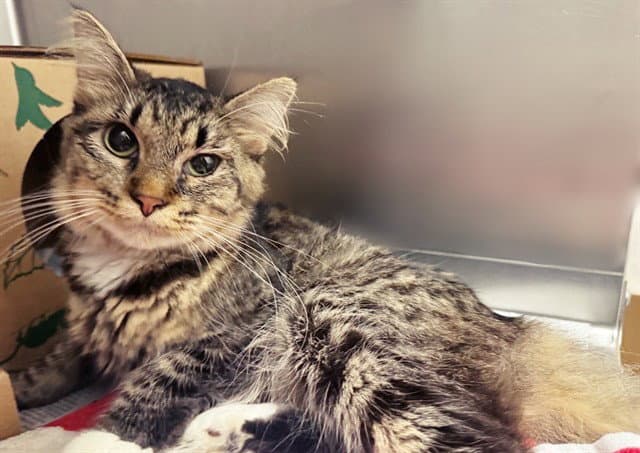 Estrela - Domestic Short Hair