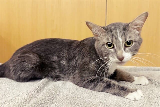 Lync - Domestic Short Hair