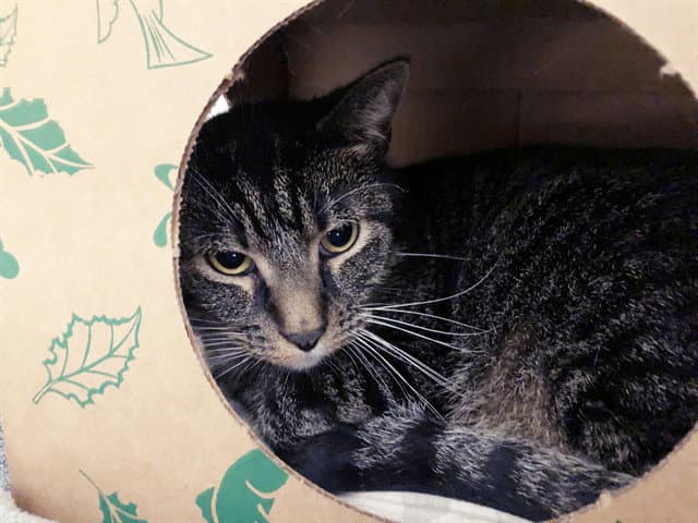 Oliver - Domestic Short Hair