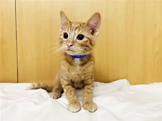 Porthos - Domestic Short Hair