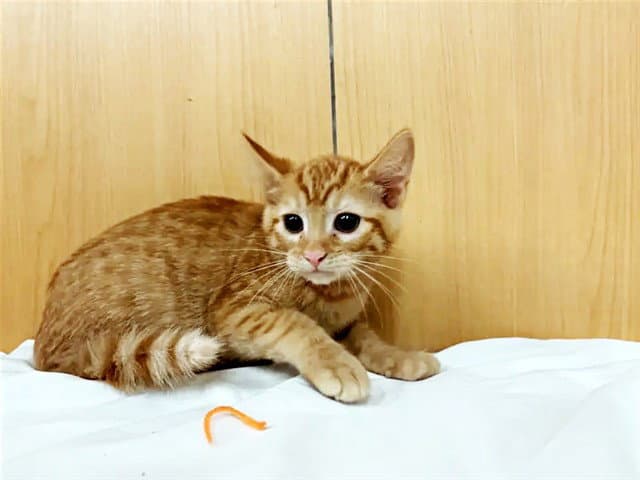 Aramis - Domestic Short Hair