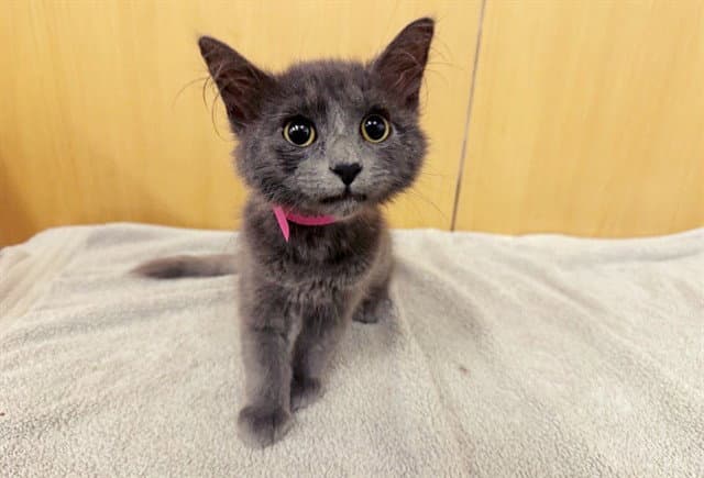 Truffles - Domestic Medium Hair