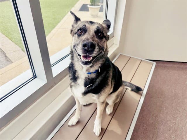 Mazikeen - German Shepherd Dog