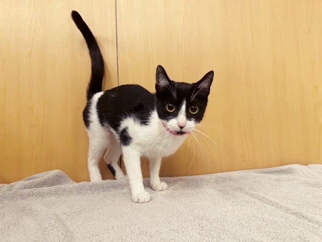 Oreo - Domestic Short Hair