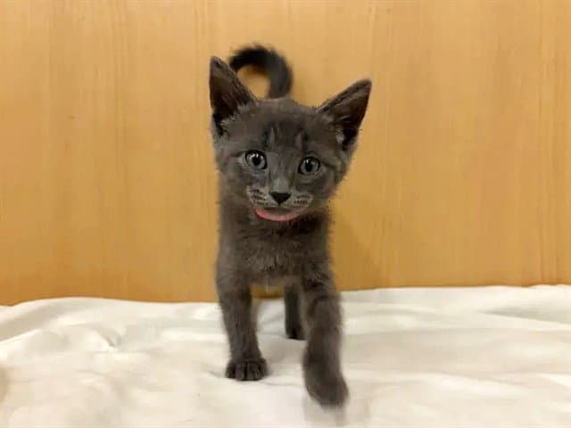Gray - Domestic Short Hair