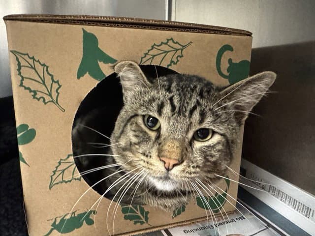 Jarvis - Domestic Short Hair