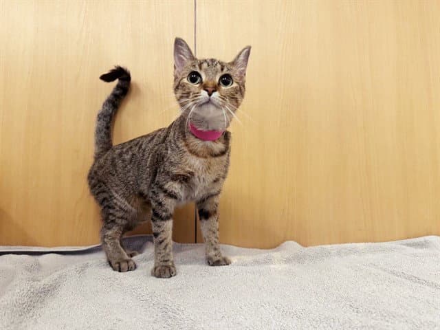 Merengue - Domestic Short Hair