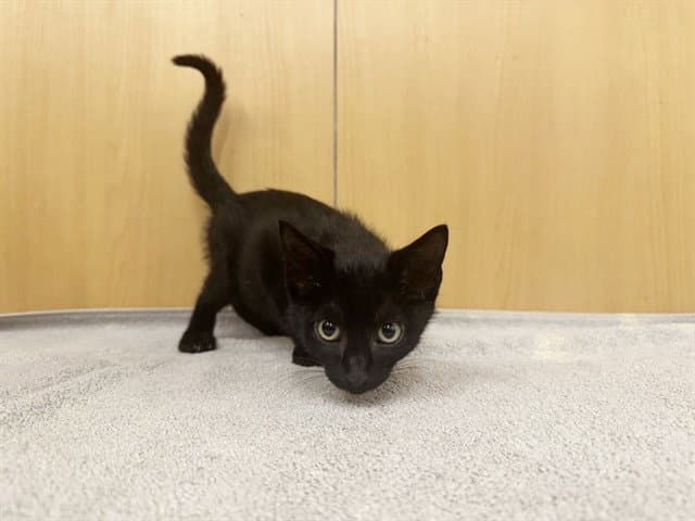 Sugar - Domestic Short Hair