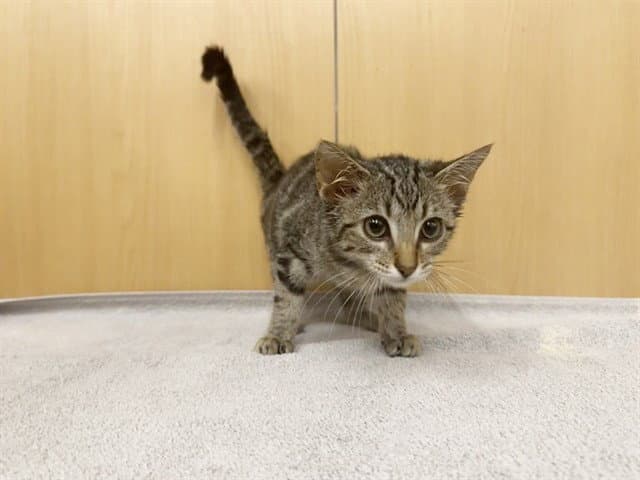 Dough - Domestic Short Hair