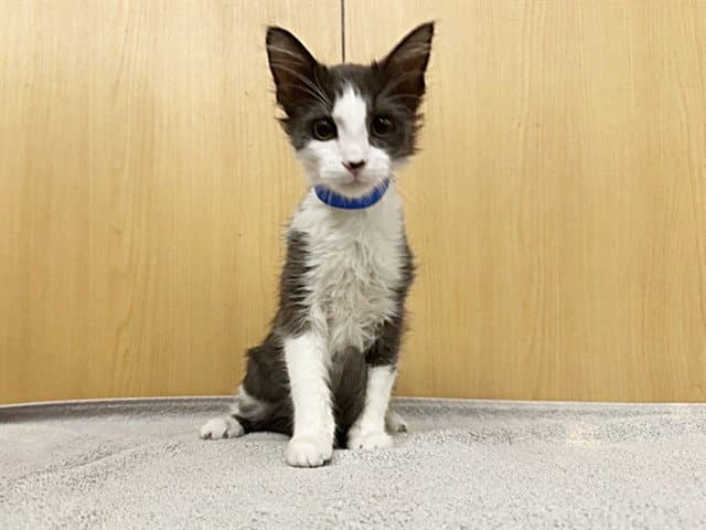 Oat - Domestic Short Hair