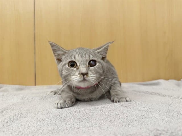 Nimbus - Domestic Medium Hair
