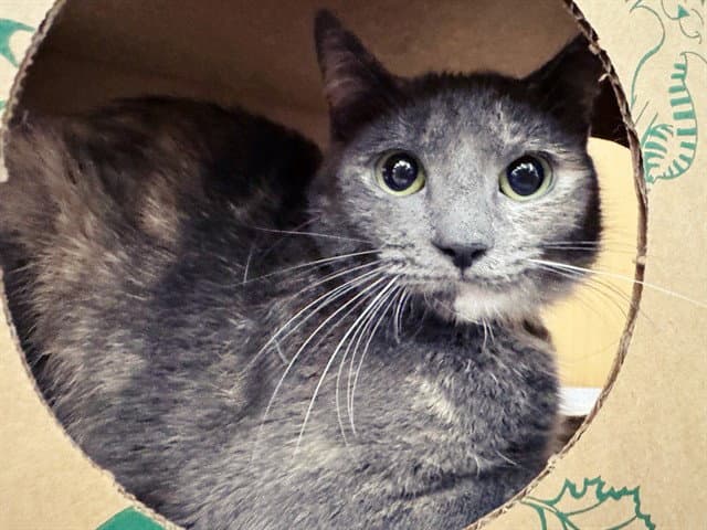 Raisin - Domestic Short Hair