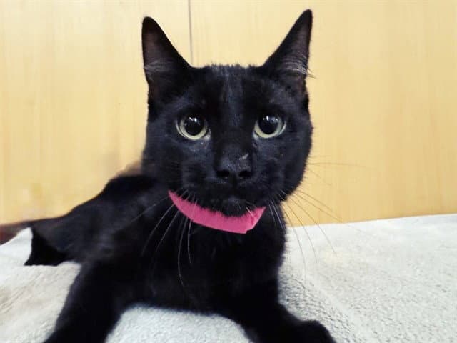 Molasses - Domestic Short Hair