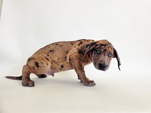 Turkey Tom - Labrador Retriever