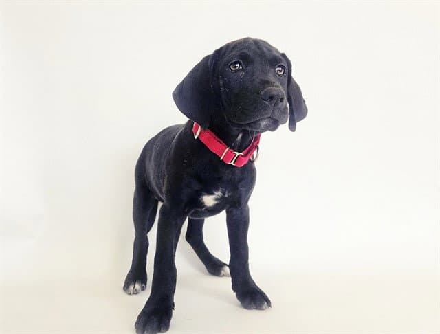 Totally Tuna - Labrador Retriever