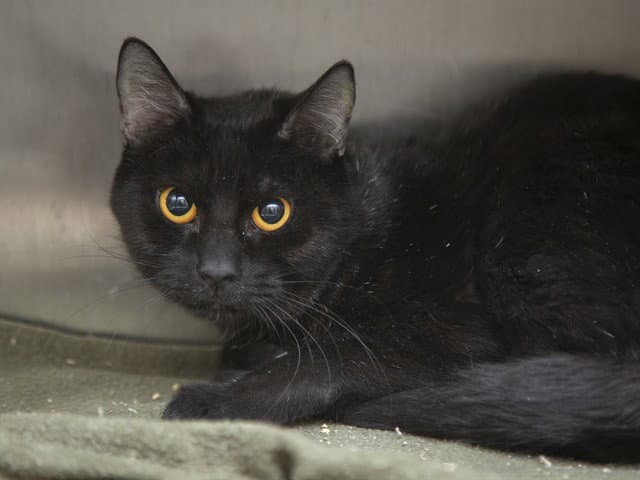 Genie - Domestic Short Hair