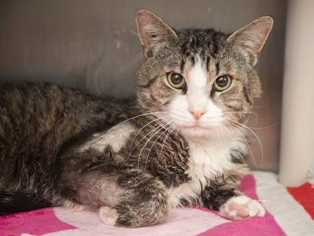 Linus - Domestic Short Hair