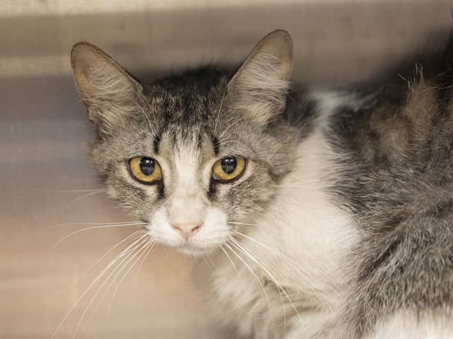 Daisy - Domestic Short Hair