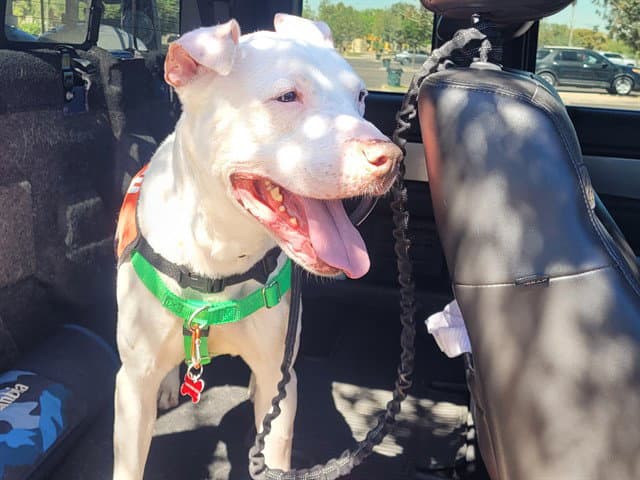Blue - American Pit Bull Terrier