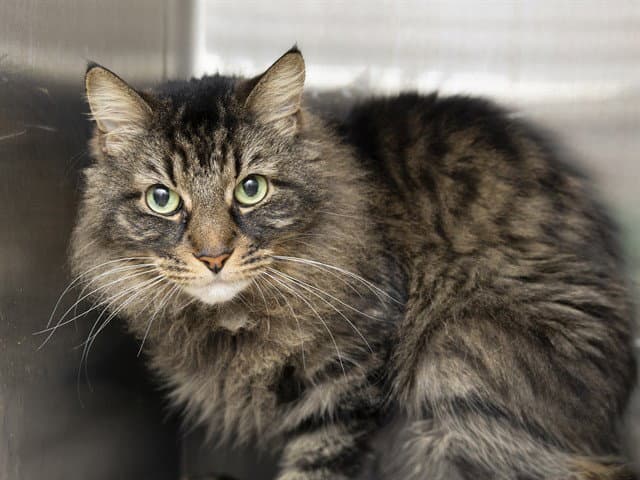Gloria - Domestic Long Hair