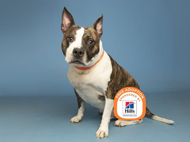 Eskie - American Pit Bull Terrier